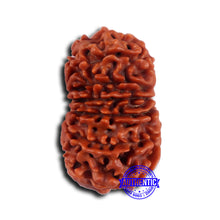 Load image into Gallery viewer, 14 Mukhi Nepalese Rudraksha - Bead No. 373