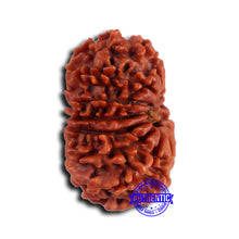 Load image into Gallery viewer, 14 Mukhi Nepalese Rudraksha - Bead No. 373