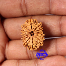 Load image into Gallery viewer, 14 Mukhi Nepalese Rudraksha - Bead No. 374