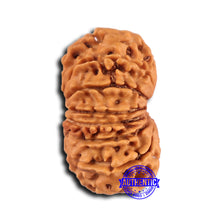 Load image into Gallery viewer, 14 Mukhi Nepalese Rudraksha - Bead No. 374