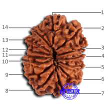 Load image into Gallery viewer, 14 Mukhi Nepalese Rudraksha - Bead No. 375