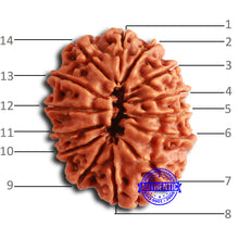 Load image into Gallery viewer, 14 Mukhi Nepalese Rudraksha - Bead No. 352