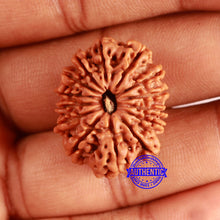Load image into Gallery viewer, 14 Mukhi Nepalese Rudraksha - Bead No. 352