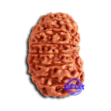 Load image into Gallery viewer, 14 Mukhi Nepalese Rudraksha - Bead No. 352