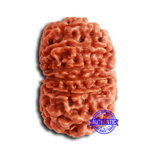 Load image into Gallery viewer, 14 Mukhi Nepalese Rudraksha - Bead No. 353