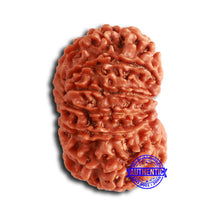 Load image into Gallery viewer, 14 Mukhi Nepalese Rudraksha - Bead No. 353