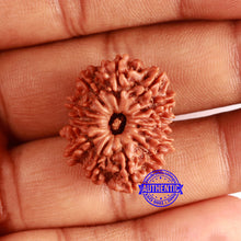 Load image into Gallery viewer, 14 Mukhi Nepalese Rudraksha - Bead No. 356