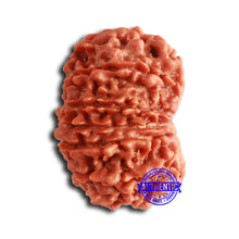 Load image into Gallery viewer, 14 Mukhi Nepalese Rudraksha - Bead No. 356