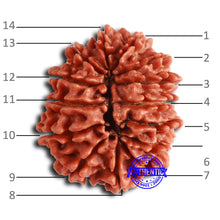 Load image into Gallery viewer, 14 Mukhi Nepalese Rudraksha - Bead No. 358