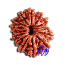 Load image into Gallery viewer, 14 Mukhi Nepalese Rudraksha - Bead No. 358