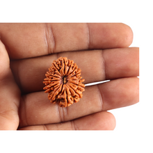 Load image into Gallery viewer, 14 Mukhi Nepalese Rudraksha - Bead No. 393