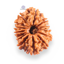 Load image into Gallery viewer, 14 Mukhi Nepalese Rudraksha - Bead No. 396