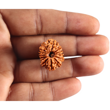 Load image into Gallery viewer, 14 Mukhi Nepalese Rudraksha - Bead No. 396