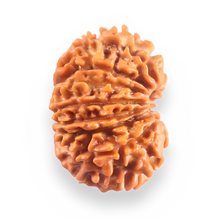 Load image into Gallery viewer, 14 Mukhi Nepalese Rudraksha - Bead No. 396
