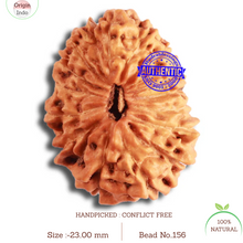 Load image into Gallery viewer, 17 Mukhi Rudraksha from Indonesia - Bead No. 156