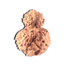 Load image into Gallery viewer, Indonesian Garbh Gauri Rudraksha - Bead No. 15