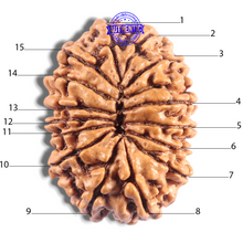 Load image into Gallery viewer, 15 Mukhi Rudraksha from Nepal - Bead No. 83