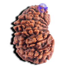 Load image into Gallery viewer, 15 Mukhi Rudraksha from Nepal - Bead No. 84