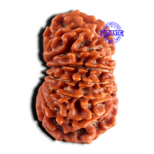 Load image into Gallery viewer, 15 Mukhi Rudraksha from Nepal - Bead No. 85