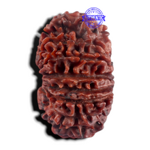 Load image into Gallery viewer, 15 Mukhi Rudraksha from Nepal - Bead No. 22