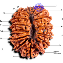 Load image into Gallery viewer, 15 Mukhi Ganesha Rudraksha from Nepal - Bead No. 23