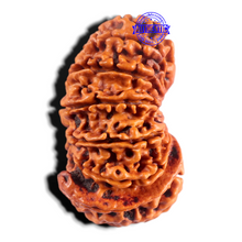 Load image into Gallery viewer, 15 Mukhi Ganesha Rudraksha from Nepal - Bead No. 23