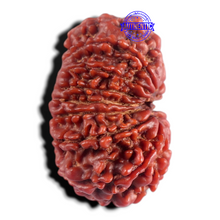 Load image into Gallery viewer, 15 Mukhi Rudraksha from Nepal - Bead No. 28
