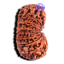 Load image into Gallery viewer, 15 Mukhi Rudraksha from Nepal - Bead No. 30