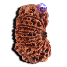 Load image into Gallery viewer, 15 Mukhi Rudraksha from Nepal - Bead No. 31