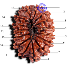 Load image into Gallery viewer, 15 Mukhi Rudraksha from Nepal - Bead No. 40