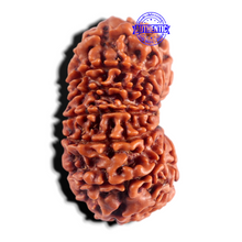 Load image into Gallery viewer, 15 Mukhi Rudraksha from Nepal - Bead No. 42