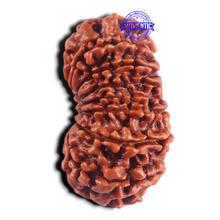 Load image into Gallery viewer, 15 Mukhi Rudraksha from Nepal - Bead No. 42