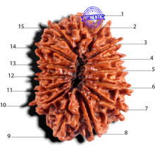 Load image into Gallery viewer, 15 Mukhi Rudraksha from Nepal - Bead No. 64