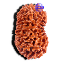 Load image into Gallery viewer, 15 Mukhi Rudraksha from Nepal - Bead No. 64