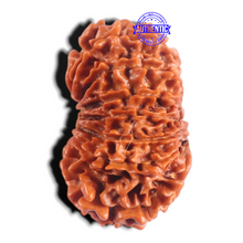 Load image into Gallery viewer, 15 Mukhi Rudraksha from Nepal - Bead No. 64