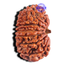 Load image into Gallery viewer, 15 Mukhi Rudraksha from Nepal - Bead No. 71