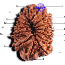 Load image into Gallery viewer, 15 Mukhi Rudraksha from Nepal - Bead No. 73