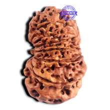 Load image into Gallery viewer, 15 Mukhi Rudraksha from Nepal - Bead No. 73