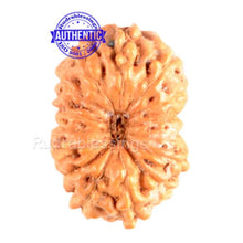 Load image into Gallery viewer, 15 Mukhi Indonesian Rudraksha - Bead No. 127
