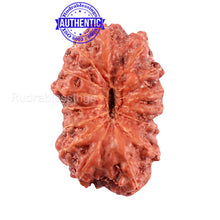 Load image into Gallery viewer, 15 Mukhi Indonesian Rudraksha - Bead No. 197