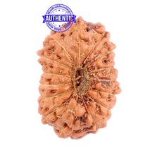 Load image into Gallery viewer, 15 Mukhi Indonesian Rudraksha - Bead No. 224