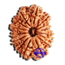 Load image into Gallery viewer, 15 Mukhi Rudraksha from Nepal - Bead No. 69