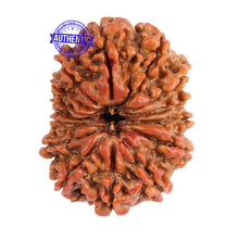 Load image into Gallery viewer, 15 Mukhi Rudraksha from Nepal - Bead No. 28