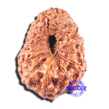 Load image into Gallery viewer, 15 Mukhi Indonesian Rudraksha - Bead No.284