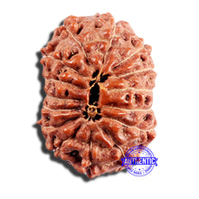 Load image into Gallery viewer, 15 Mukhi Indonesian Rudraksha - Bead No. 288