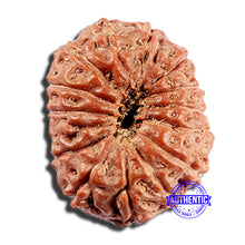 Load image into Gallery viewer, 15 Mukhi Indonesian Rudraksha - Bead No. 291