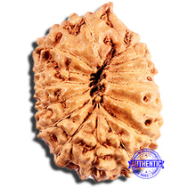 Load image into Gallery viewer, 15 Mukhi Indonesian Rudraksha - Bead No. 292