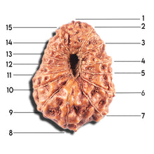 Load image into Gallery viewer, 15 Mukhi Indonesian Rudraksha - Bead No.284