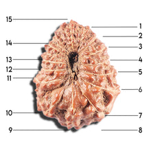 Load image into Gallery viewer, 15 Mukhi Indonesian Rudraksha - Bead No. 285
