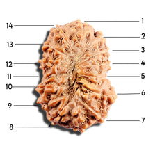 Load image into Gallery viewer, 15 Mukhi Indonesian Rudraksha - Bead No. 290
